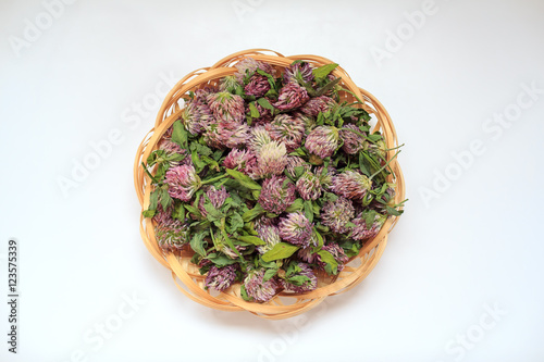 The dry 

heads of red clover, lying in a wicker ware. Medicinal plants. Plant, healing vascular disease. Natural medicinal raw materials
