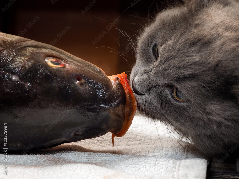 Cat head clearance fish