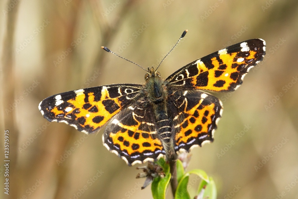 Rusalka (Araschnia levana)