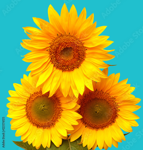Bouquet of sunflower