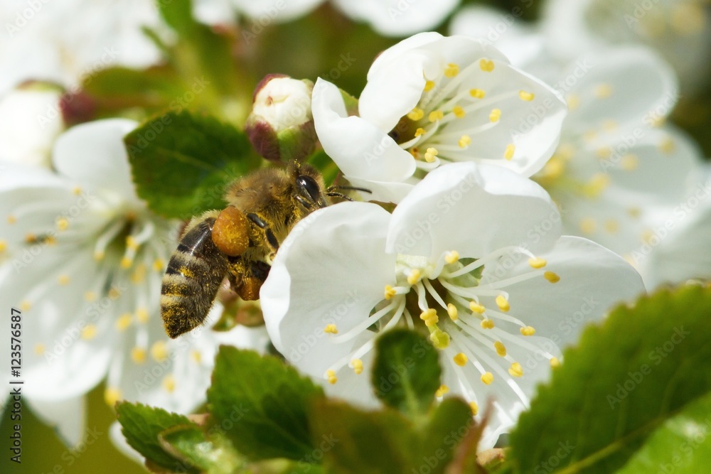 bees on flowers apple 4 bees on flowers apple 4
