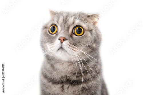 Portrait of a frightened cat closeup. Breed Scottish Fold..