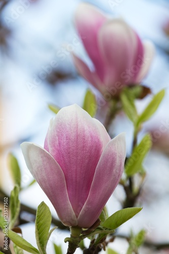 blossoms of pink magnolia 2