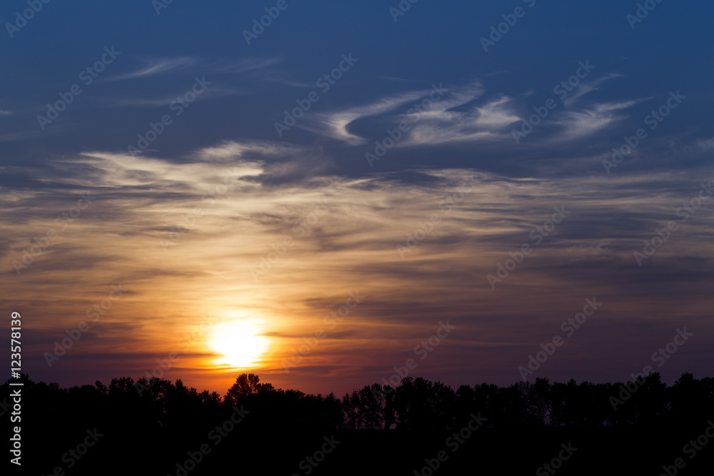 Silhouettes of trees against the backdrop of the sunset sky Silhouettes of trees against the backdrop of the sunset sky