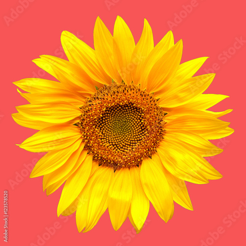 Sunflower closeup on a pink background
