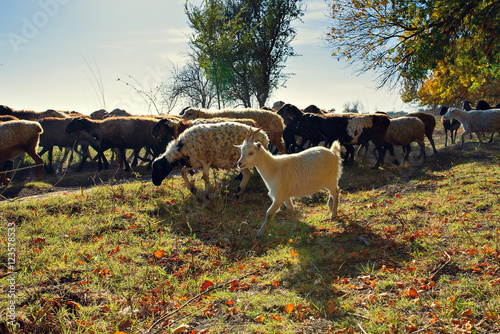 a flock of sheep and goats running on pasture