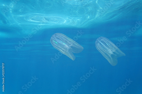 Underwater creatures, sea walnut warty comb jelly, Mnemiopsis leidyi, close to the surface in the Caribbean sea, Costa Rica