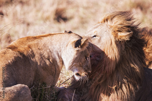 Caress between pair of lions in Masai Mara National Park Kenya A