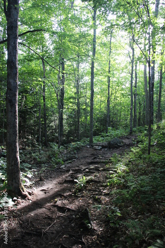 Lumi  re    travers les bois du Mont Orford  Quebec  Canada