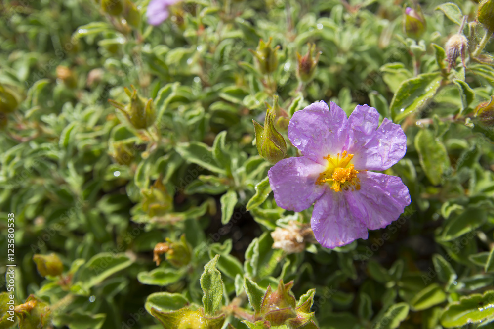 Pink Rock-Rose (Cistus creticus)