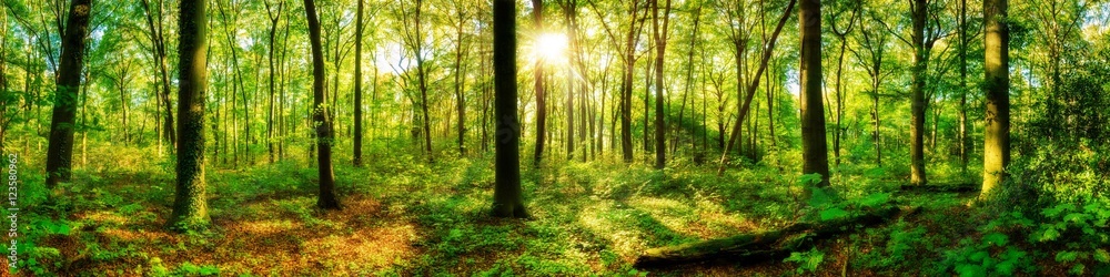 Naklejka premium Lasowa panorama z promieniami słońca