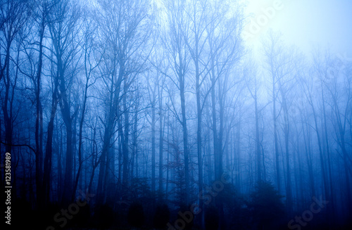 Foggy Forest © TheFotos