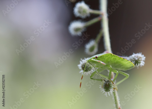 Small insect poised to jump from a plant into the unknown