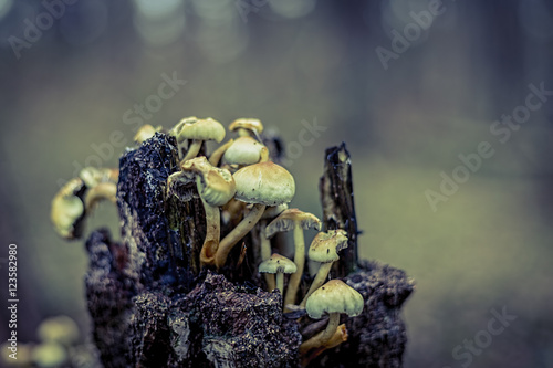 Mushroom Cluster
