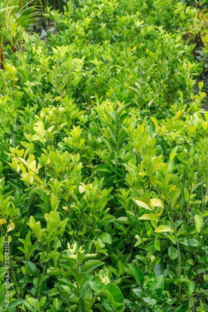 lemon trees in nursery bags lemon trees in nursery bags