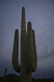 Saguaro Cactus evening