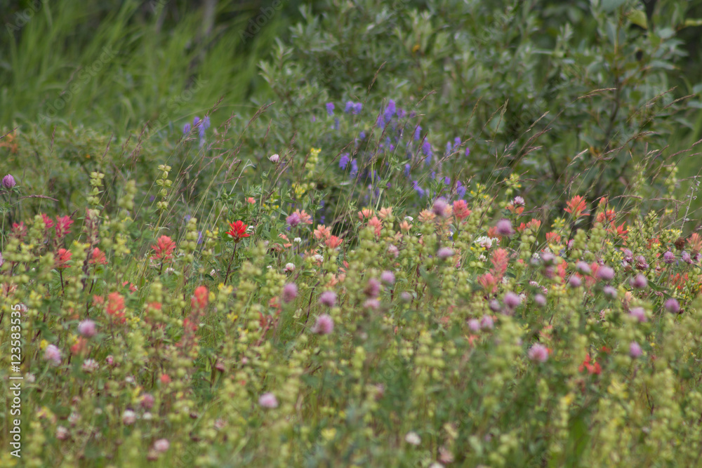 Wildflower Field