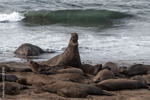 Sea elephant pups and females relaxing on the beach at Año Nuevo State Park, California, USA