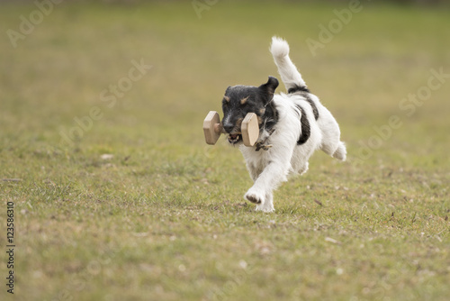 Jack Russell apportiert motiviert ein Apportierholz 