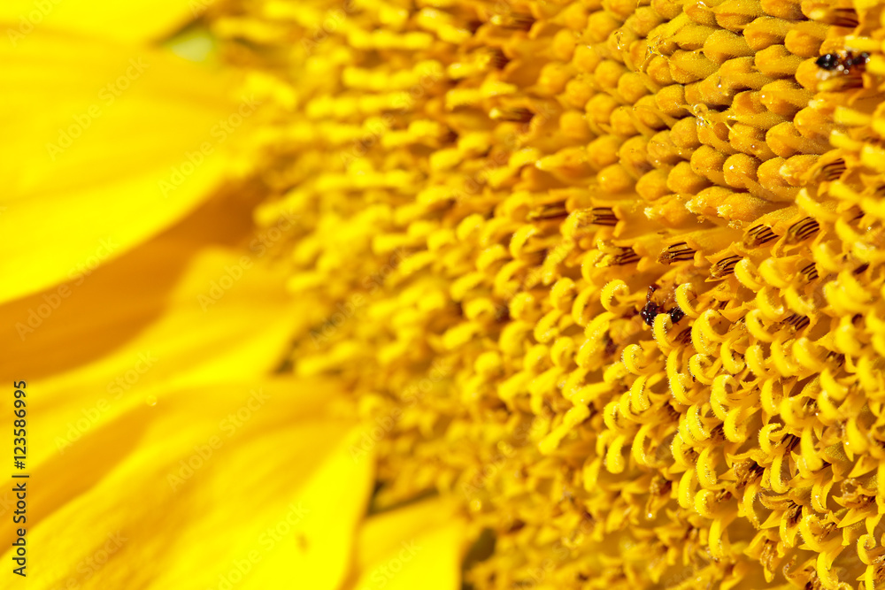 Macro of the a Sunflower Macro of the a Sunflower