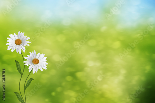 Wildflowers daisies. Summer landscape. white chamomile flowers