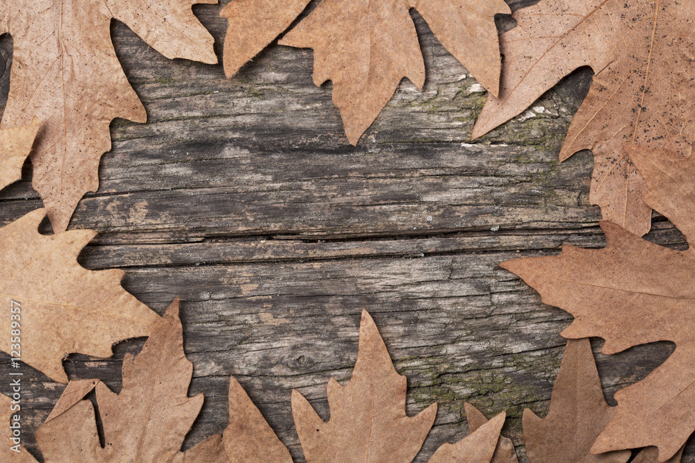 Fototapeta premium Autumn background on wooden board