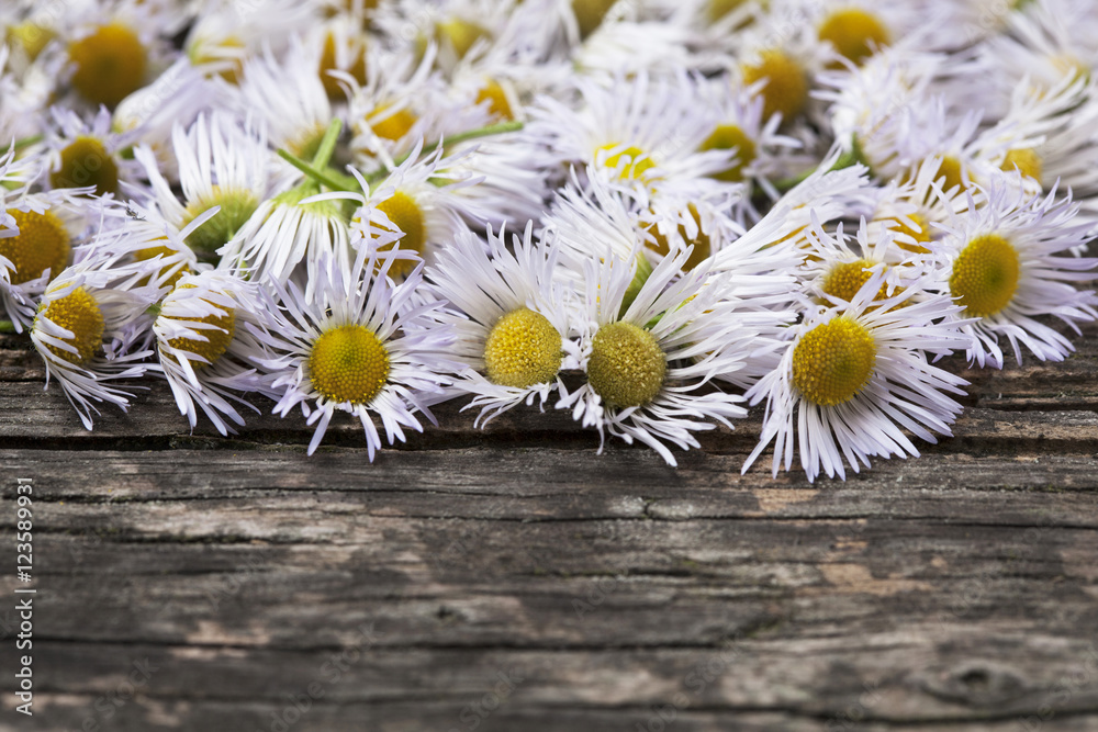Obraz premium Flowers on vintage wood background