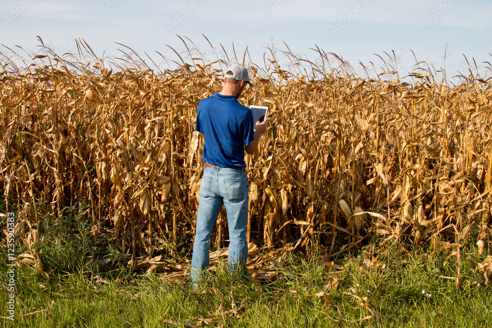 Fototapeta premium Farmer Inspecting Corn FIeld
