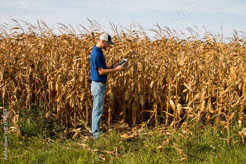 Farmer Inspecting Corn FIeld