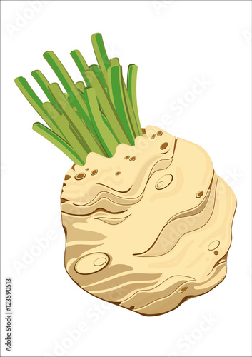 celeriac, illustrated