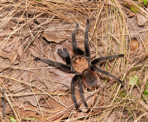 Oklahoma Brown tarantula in its native habitat photo