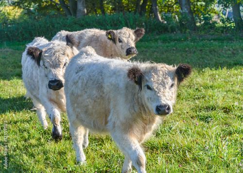 White Galloways auf der grünen Weide