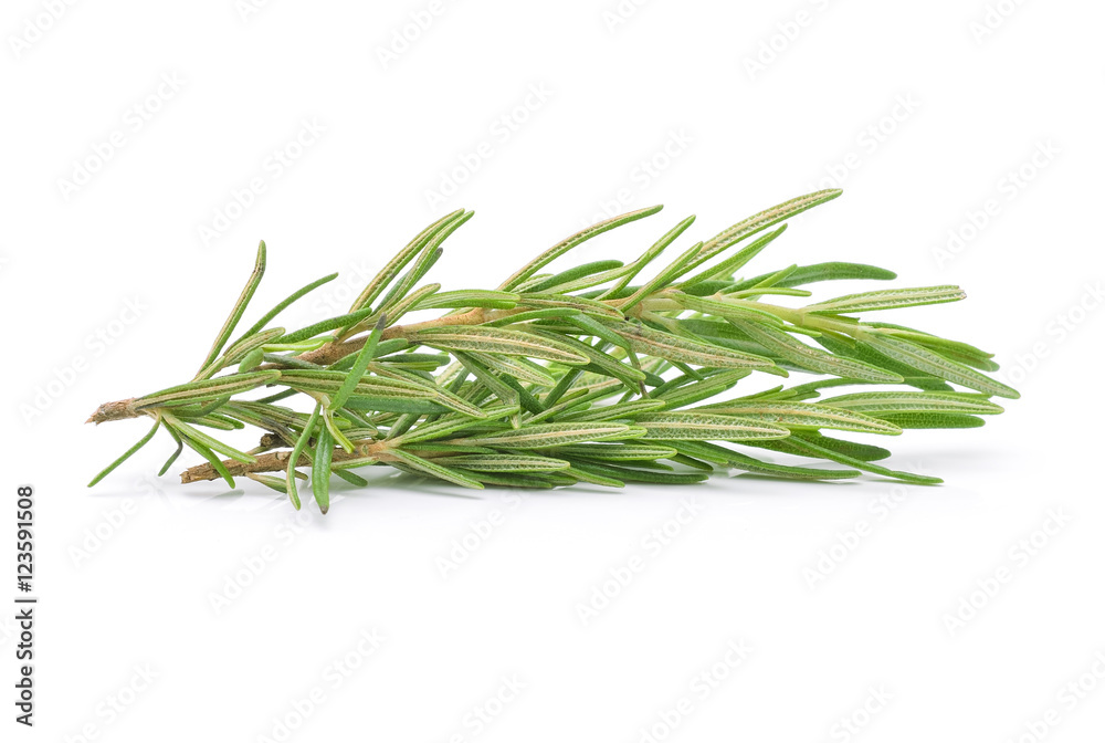 rosemary isolated on white background