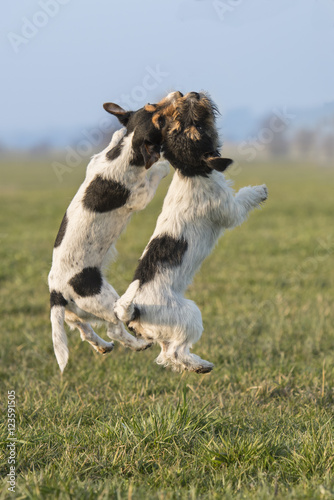 Dogs jumping