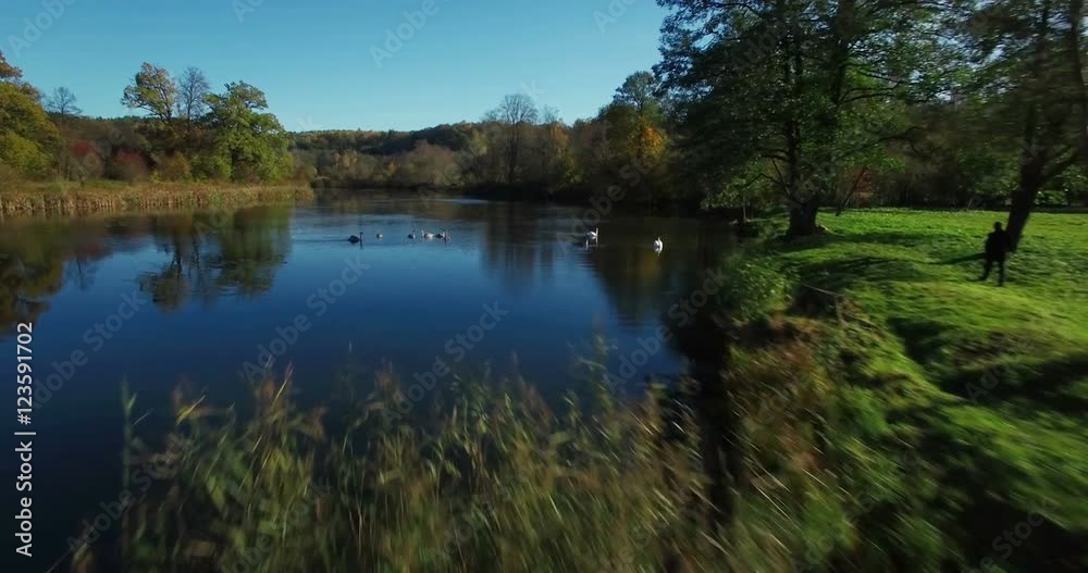 AERIAL. Smooth flight above lake with swans and ducks on sunny autumn day in Lithuania (4k footage) AERIAL. Smooth flight above lake with swans and ducks on sunny autumn day in Lithuania (4k footage)