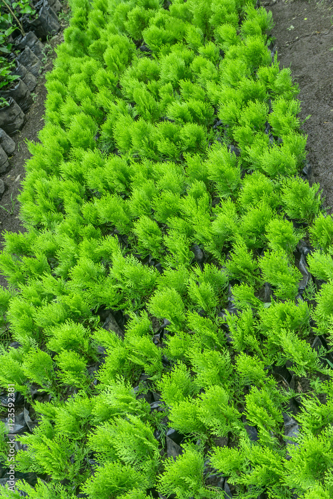 garden trees and plants seedlings ready to be planted garden trees and plants seedlings ready to be planted