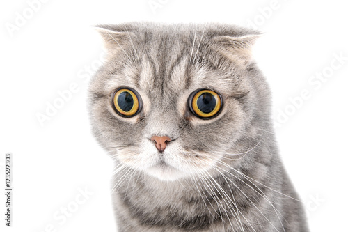 Portrait of a gray cat close-up. Breed Scottish Fold.