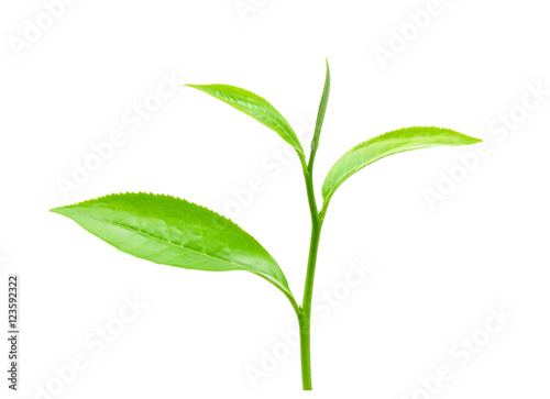 leaves green tea isolated on white background.