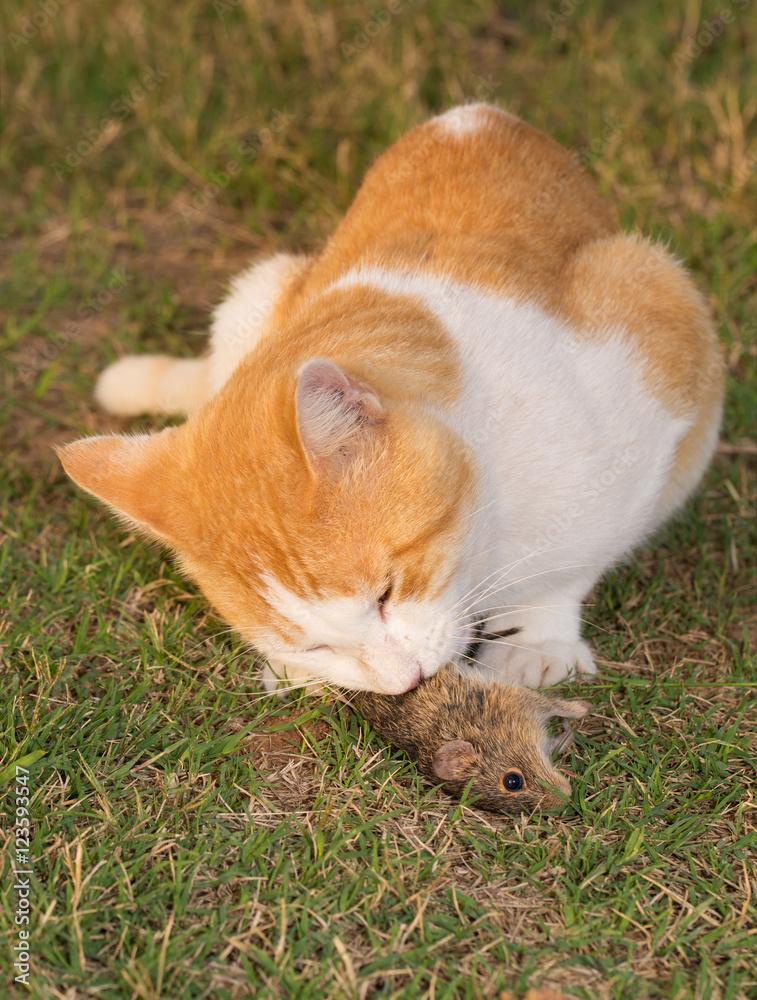 Cat eating a mouse in grass
