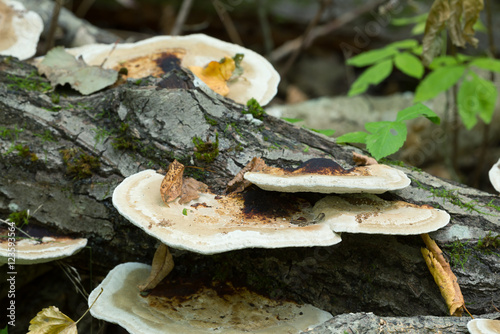 Foto Thin walled maze polypore, Daedaleopsis confragosa growing on sallow wood