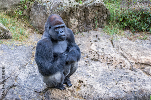 Gorilla Sitting photo