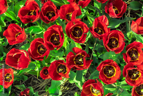 Oversaturated Tulips with red yellow petals and green yellowish