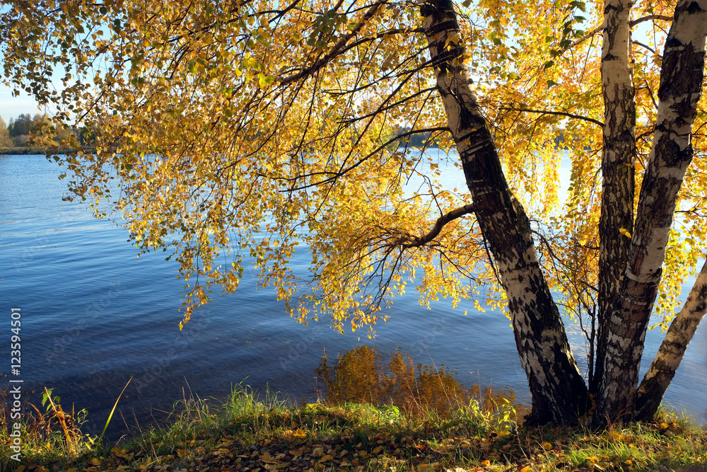 Beautiful rural landscape with birches on riverside with many yellow leaves hanging down above blue river on bright bay in golden autumn