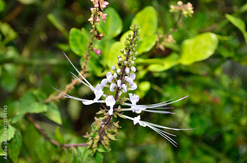 Cat's whiskers  or Orthosiphon stamineus flower in the garden