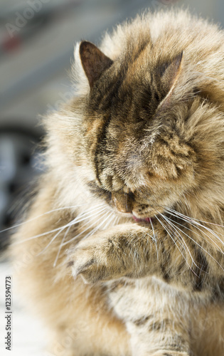 furry cat, licking paw