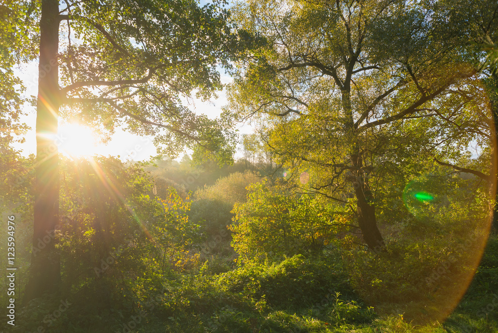 Beautiful morning sun rays in autumn forest. Present artistic ef Beautiful morning sun rays in autumn forest. Present artistic ef
