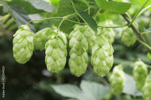 Green hop cones on branches. Close up.