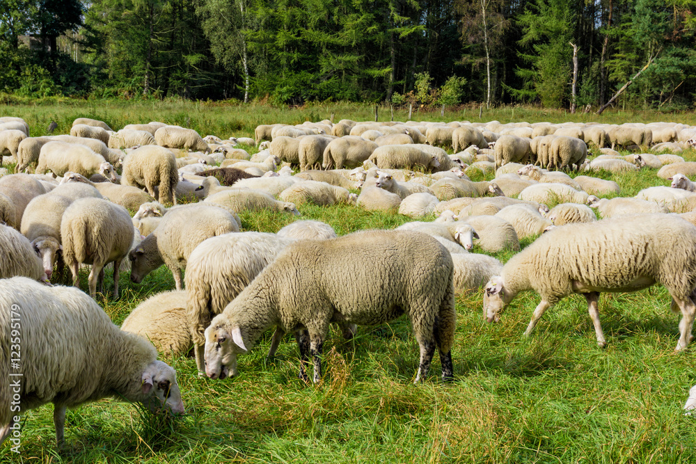 Flock of sheep grazing. sheep in meadow. Flock of sheep grazing. sheep in meadow.