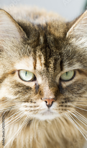 foreground of a brown furry cat