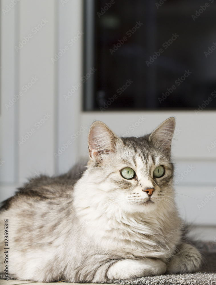 silver cat in the garden, siberian breed